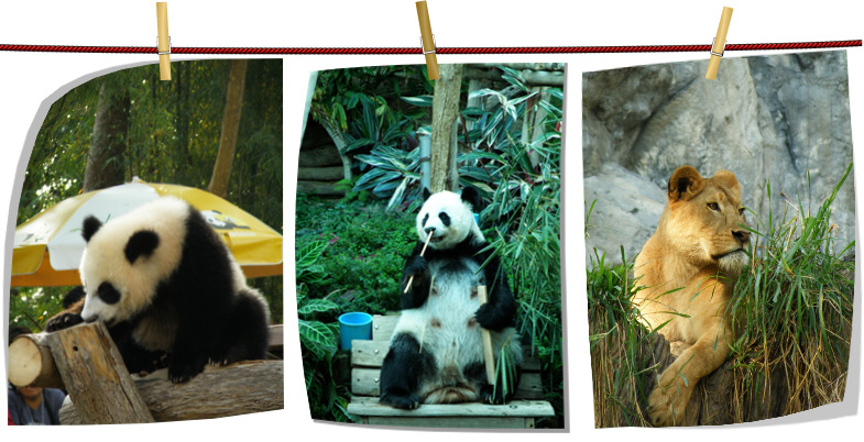 หมีแพนด้า หลินปิง หลินฮุ้ย ช่วงช่วง สวนสัตว์เชียงใหม่
